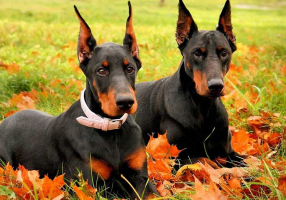 Most Popular Police Dog Breeds In The World