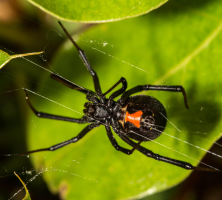 Interesting Facts About Black Widow Spiders