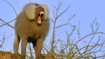 Predators of Baboons that Eat Baboons