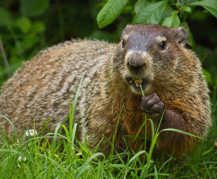 Predators of Groundhogs that Eat Groundhogs