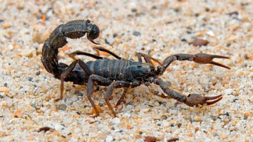 Predators of Scorpions that Eat Scorpions
