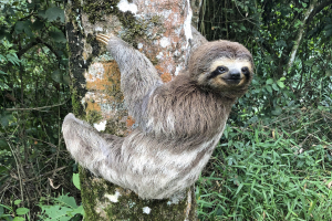 Predators of Sloths that Eat Sloths