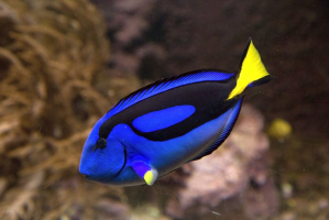 Spectacular Blue Coloured Fish