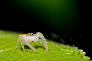Most Amazing Types Of Spiders In Indiana