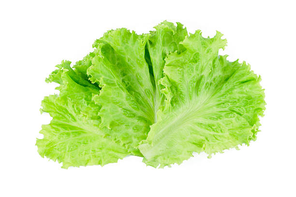 Top 5 Health Benefits Of Lettuce Toplist Info