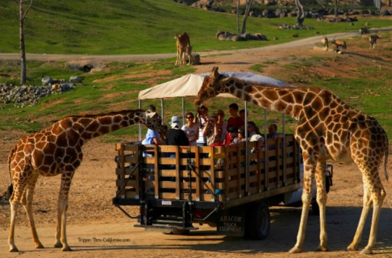 San Diego Zoo Safari Park, https://www.google.com/url?sa=i&url=https%3A%2F%2Fen.wikipedia.org%2Fwiki%2FSan_Diego_Zoo_Safari_Park&psig=AOvVaw2i7UIta2Bkrvg1tNfUY0_r&ust=1638589201726000&source=images&cd=vfe&ved=0CAsQjRxqFwoTCPiz8M7axvQCFQAAAAAdAAAAABAD