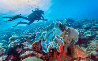 Best Dive Sites in Philippines