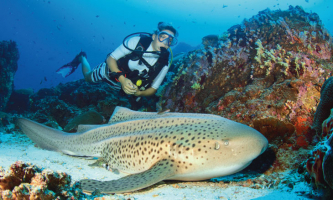 Best Dive Sites in United Arab Emirates
