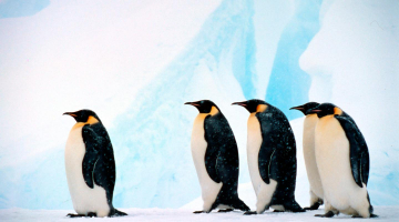 Interesting Facts about Penguins