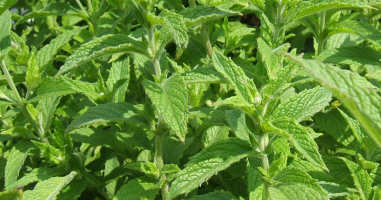 Health Benefits Spearmint Tea and Essential Oil
