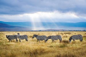 Best Things to Do in Tanzania