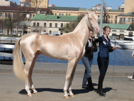 World's Most Beautiful Horse Breeds