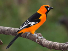 World's Beautiful Orange and Black Birds