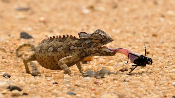 Amazing Reptiles Inhabiting The Sahara Desert