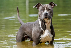 Best Guard Dog Breeds for Protection