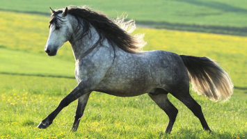 Most Popular Horse Breeds In The World