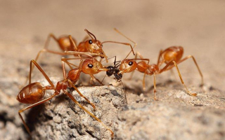 Predators of Ants that Eat Ants