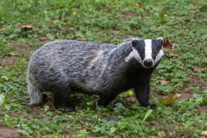 Interesting Facts about Badgers