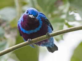Most Beautiful Birds In Brazil's Atlantic Forest