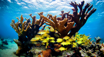 Best Dive Sites in Dominican Republic