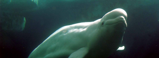 Interesting Facts about Beluga Whales