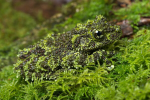 Most Amazing Camouflage Animals