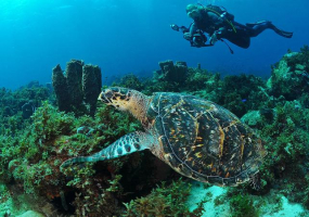 Best Dive Sites in Martinique (France)