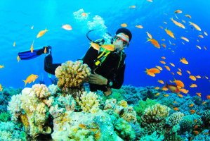 Best Dive Sites in Venezuela