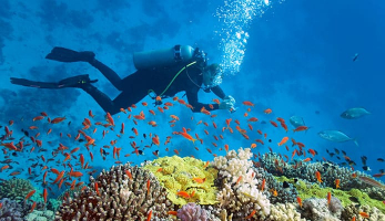 Best Dive Sites In Aruba