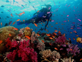 Best Diving Sites In Fiji