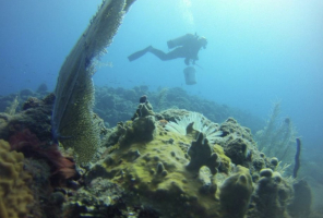 Best Diving Sites in Montserrat (UK)