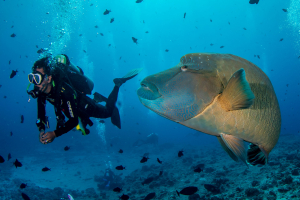 Best Diving Sites in Palau