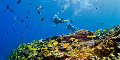 Best Diving Sites In Reunion (France)