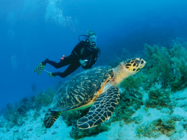 Best Diving Sites in Saint Kitts and Nevis