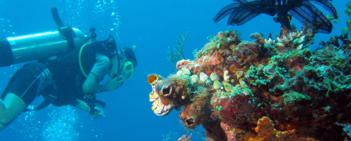 Best Diving Sites In Timor-Leste