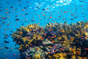 Best Diving Spots in Seychelles