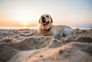 Best Dog Beaches in Miami