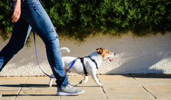 Best Dog Leashes to Buy
