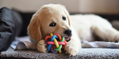 Best Dog Toys to Buy