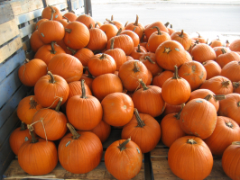 Best Fertilizers for Pumpkins