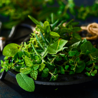 Best Herbs to Boost Energy and Focus