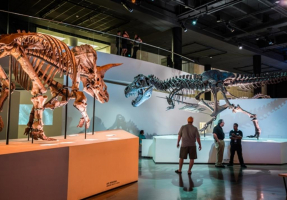 Best Museums to Visit in Houston