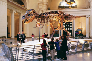 Best Museums to Visit in Chicago