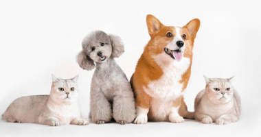 Best Pet Adoption Sites