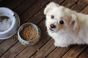 Best Pet Food Brands in Malaysia