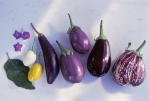 Best Types of Eggplants