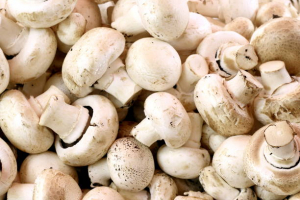 Best Types of Mushrooms