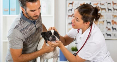 Best Veterinary Medicine Schools In USA