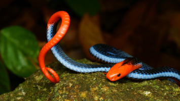 World's Most Beautiful Snakes