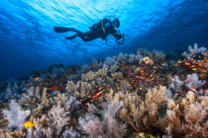 Best Places for Scuba Diving in Mayotte